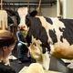 Image for article titled Iowa Art Students Spend Class Sculpting Butter With Live Cow Model